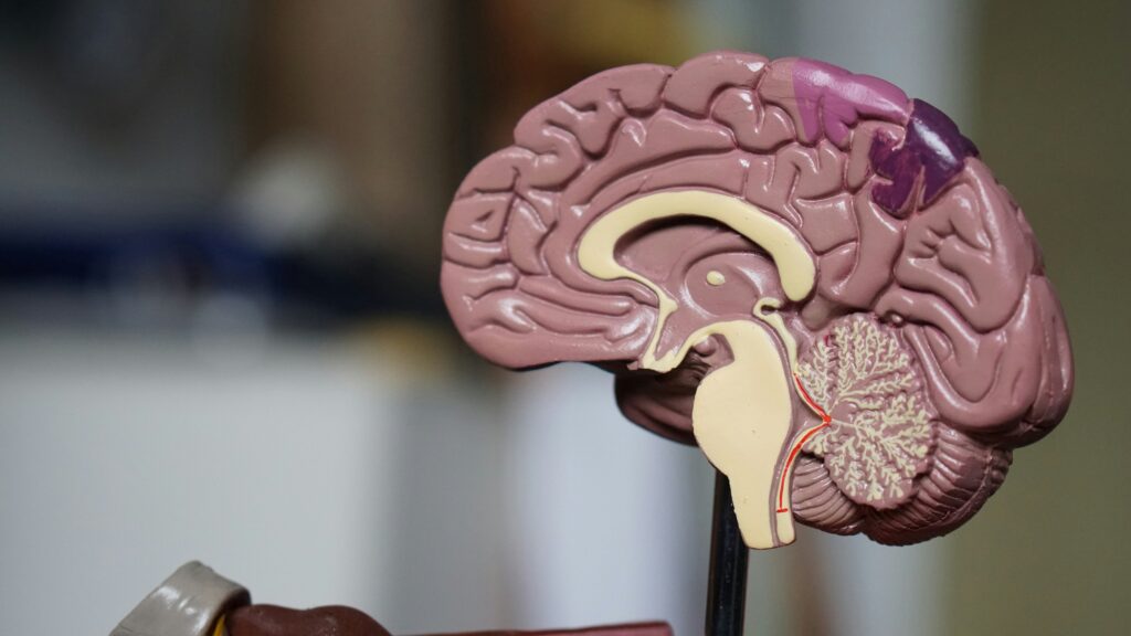 A 3D model of the interior of the brain